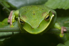 Gastrotheca albolineata