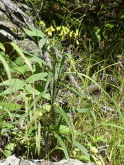 Senecio bigelovii