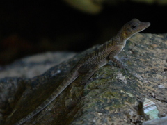 Anolis bartschi