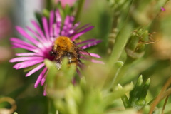 Bombus