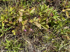 Agalinis neoscotica