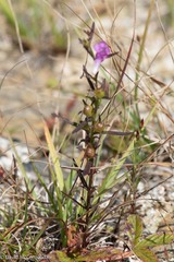 Agalinis neoscotica