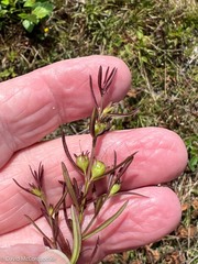 Agalinis neoscotica