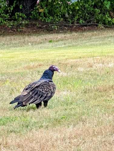 Turkey Vulture photographed in Massachusetts