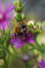 Bombus