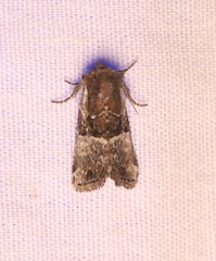 Meropleon diversicolor