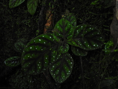 Gloxinia erinoides