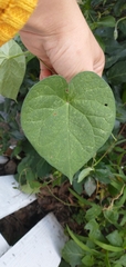 Ipomoea orizabensis