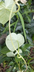 Ipomoea orizabensis