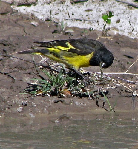 Yellow-rumped Siskin (Spinus uropygialis), photo 8