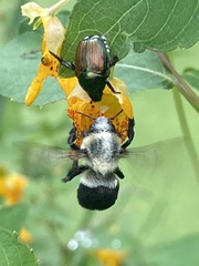 Bombus impatiens