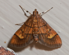 Orphanostigma haemorrhoidalis