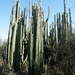 Mexican Fence Post Cactus - Photo (c) Amante Darmanin, some rights reserved (CC BY)