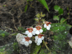 Gloxinia erinoides