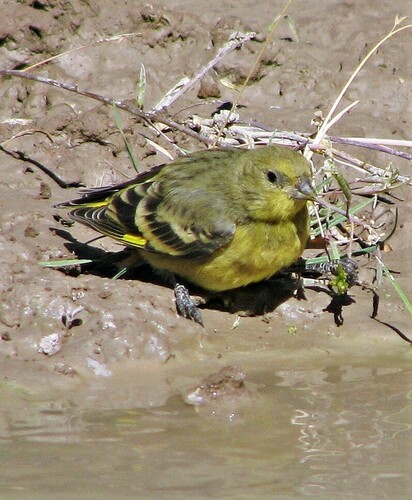 Yellow-rumped Siskin (Spinus uropygialis), photo 10