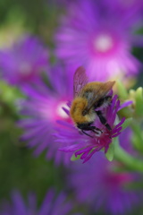 Bombus