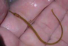 Syngnathus rostellatus
