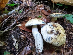 Gyroporus cyanescens