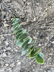 Streptanthus barbatus