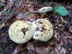 Gyroporus cyanescens