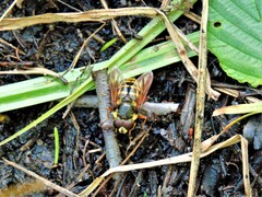 Sericomyia silentis