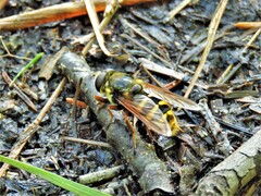 Sericomyia silentis