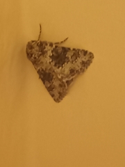 Mythimna languida