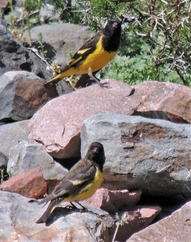 Yellow-rumped Siskin (Spinus uropygialis), photo 5