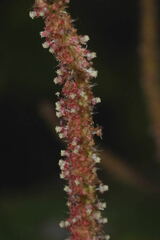 Acalypha mollis