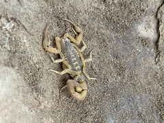 Centruroides sculpturatus