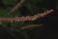 Acalypha mollis