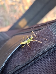 Zelus armillatus