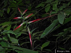 Heliconia hirsuta