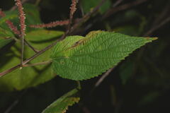Acalypha mollis