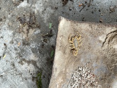 Centruroides sculpturatus