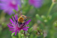 Bombus