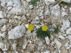 Papaver alpinum