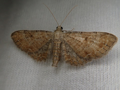 Eupithecia simpliciata