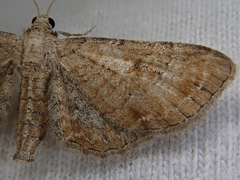 Eupithecia simpliciata