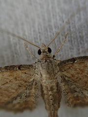 Eupithecia simpliciata