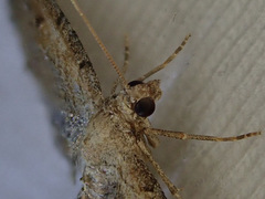 Eupithecia simpliciata
