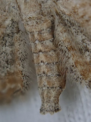 Eupithecia simpliciata