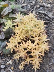 Sedum lineare