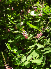 Indigofera bungeana