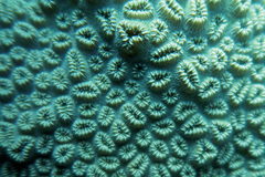 Dichocoenia stokesii