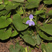 Viola adunca - Photo (c) Andrey Zharkikh, alguns direitos reservados (CC BY)