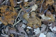 Phylloporia