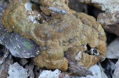 Phylloporia