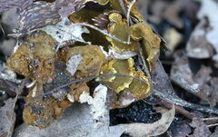 Phylloporia