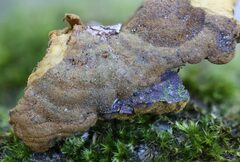 Phylloporia